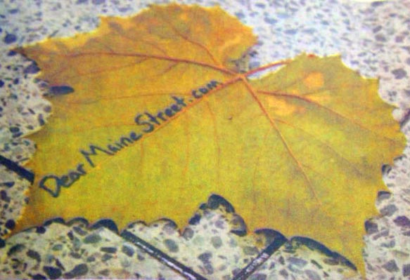 Dearmainestreet Leaf