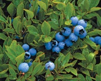 r01_blueberry_barrens_closeup_sma